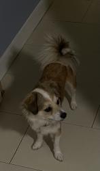 Found/Stray Female Dog last seen Loma vista, Austin, TX 78724