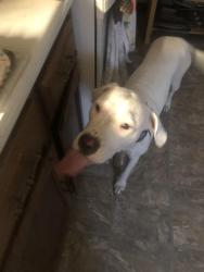 Lost Female Dog last seen Granite street, Worcester, MA 01607