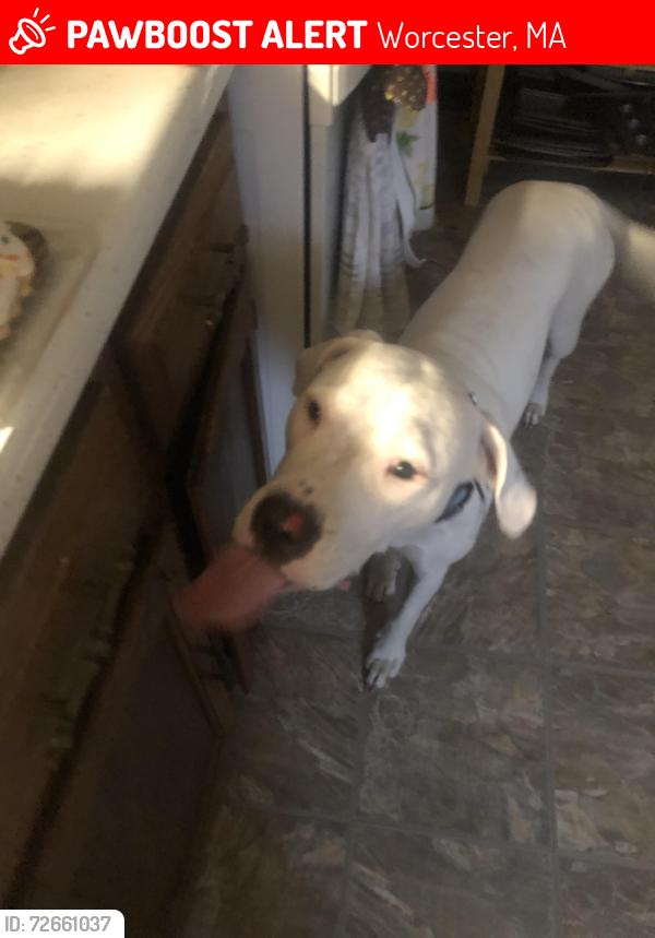 Lost Female Dog last seen Granite street, Worcester, MA 01607