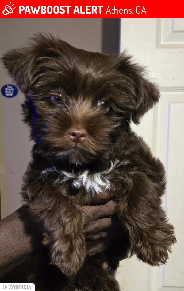 Lost Female Dog last seen 106/DANIELSVILLE Road, Athens, GA 30601