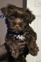 Lost Female Dog last seen 106/DANIELSVILLE Road, Athens, GA 30601