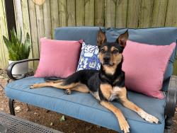 Lost Female Dog last seen Perkins, walnut grove, Mendenhall , Memphis, TN 38117
