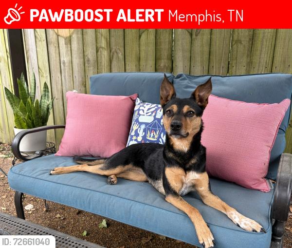 Lost Female Dog last seen Perkins, walnut grove, Mendenhall , Memphis, TN 38117