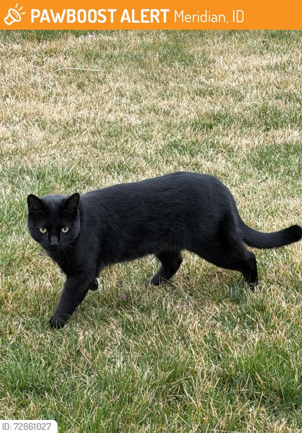 Found/Stray Unknown Cat last seen Eagle Rd and Wainwright , Meridian, ID 83713