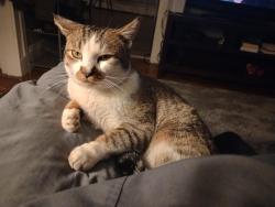 Lost Male Cat last seen Lynn shore drive & Surfside road, Lynn, MA 01902