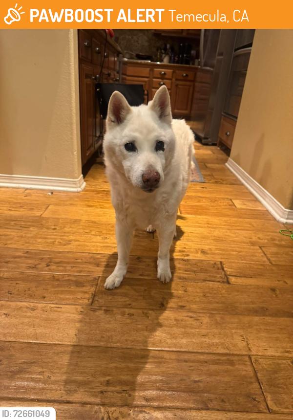 Found/Stray Male Dog last seen Manatee Way, Wolf Creek, Temecula, CA 92592