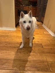 Found/Stray Male Dog last seen Manatee Way, Wolf Creek, Temecula, CA 92592