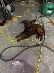 Found/Stray Female Dog last seen Monroe and Airport, Houston, TX 77061