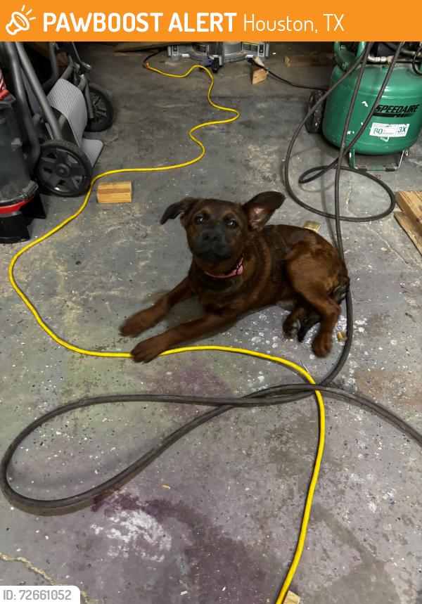 Found/Stray Female Dog last seen Monroe and Airport, Houston, TX 77061