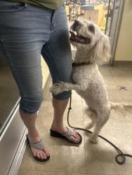 Found/Stray Male Dog last seen Near Tannehill Dr , Houston, TX 77008