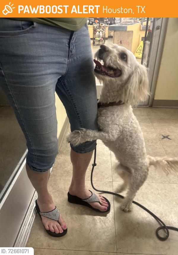 Found/Stray Male Dog last seen Near Tannehill Dr , Houston, TX 77008