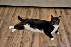 Lost Female Cat last seen Hammett Grove Subdivision , Greer, SC 29650