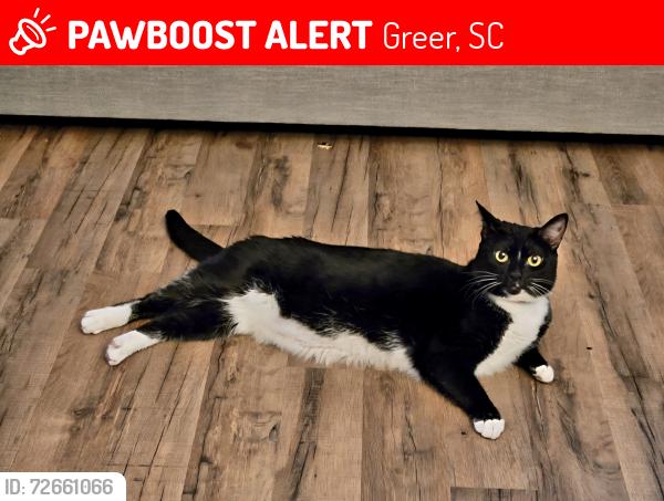 Lost Female Cat last seen Hammett Grove Subdivision , Greer, SC 29650