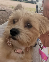 Lost Female Dog last seen SW 248 ST and 129 Ave Princeton, Fl, 33032 , Princeton, FL 33032