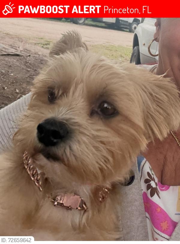 Lost Female Dog last seen SW 248 ST and 129 Ave Princeton, Fl, 33032 , Princeton, FL 33032