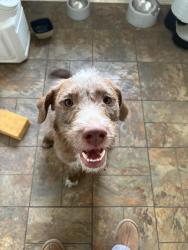Found/Stray Male Dog last seen Walmart neighborhood market on Brookside, Tulsa, OK 74105