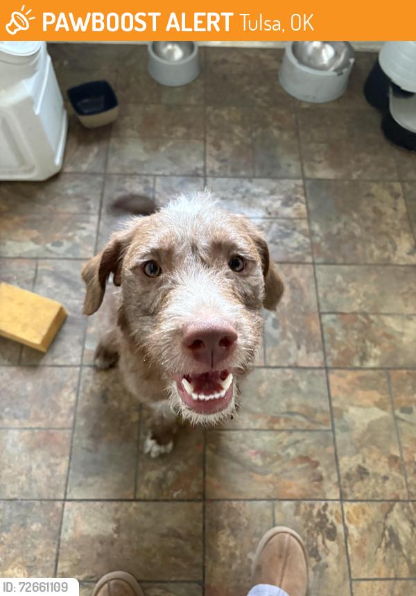 Found/Stray Male Dog last seen Walmart neighborhood market on Brookside, Tulsa, OK 74105