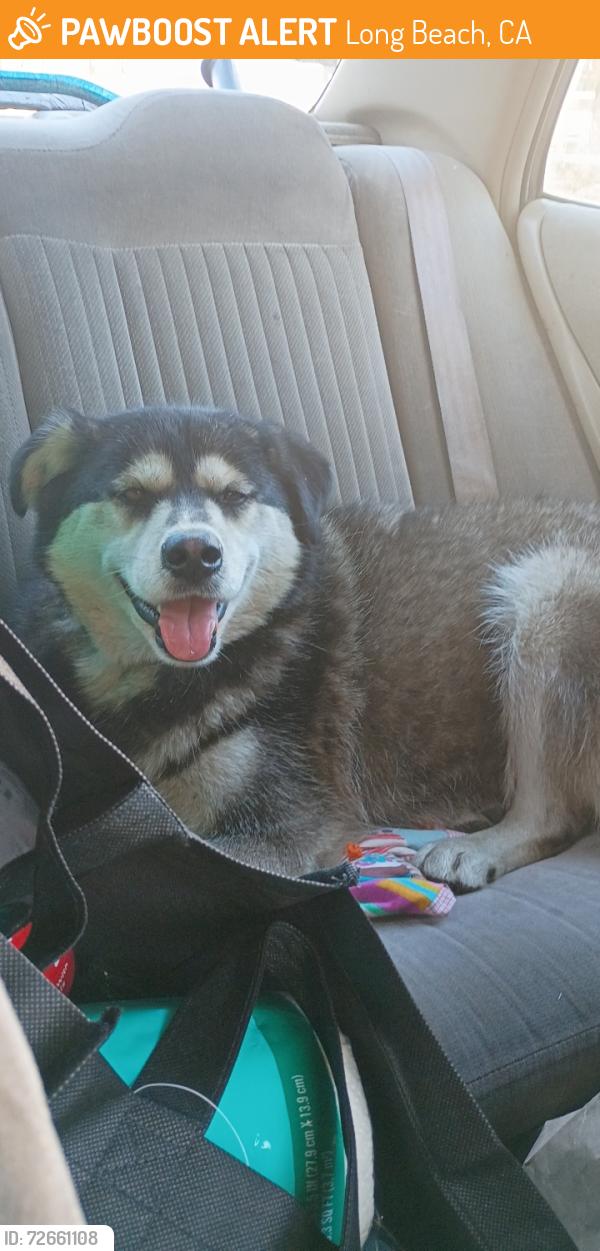 Found/Stray Unknown Dog last seen Cherry avenue and Artesia boulevard, Long Beach, CA 90805