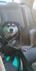 Found/Stray Unknown Dog last seen Cherry avenue and Artesia boulevard, Long Beach, CA 90805