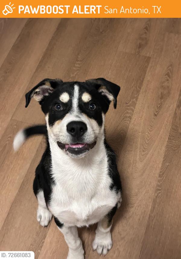 Found/Stray Male Dog last seen Tara apmts , San Antonio, TX 78209