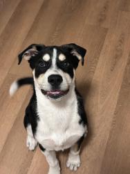 Found/Stray Male Dog last seen Tara apmts , San Antonio, TX 78209