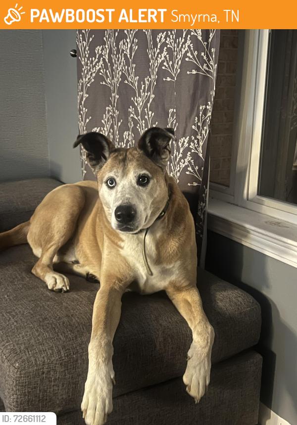 Found/Stray Male Dog last seen Weakley Lane (Wesley Drive), Smyrna, TN 37167