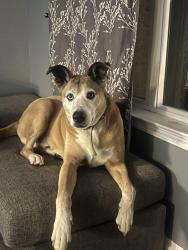 Found/Stray Male Dog last seen Weakley Lane (Wesley Drive), Smyrna, TN 37167