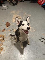Found/Stray Unknown Dog last seen Journey Church , Apopka, FL 32712