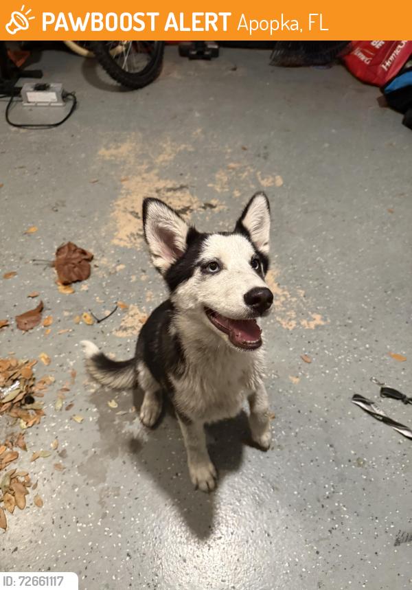 Found/Stray Unknown Dog last seen Journey Church , Apopka, FL 32712