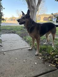 Found/Stray Female Dog last seen Mosaic and Lava Rock Dr, Fort Worth, TX 76179