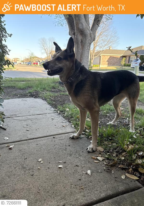 Found/Stray Female Dog last seen Mosaic and Lava Rock Dr, Fort Worth, TX 76179