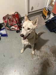 Found/Stray Unknown Dog last seen Journey Chur h , Apopka, FL 32712