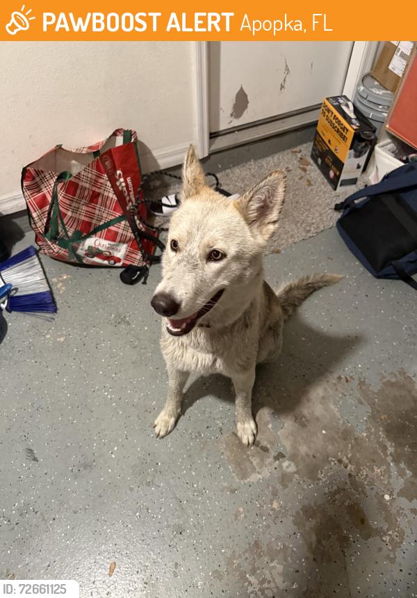 Found/Stray Unknown Dog last seen Journey Chur h , Apopka, FL 32712