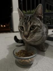 Found/Stray Male Cat last seen White oak, Garner, NC 27529