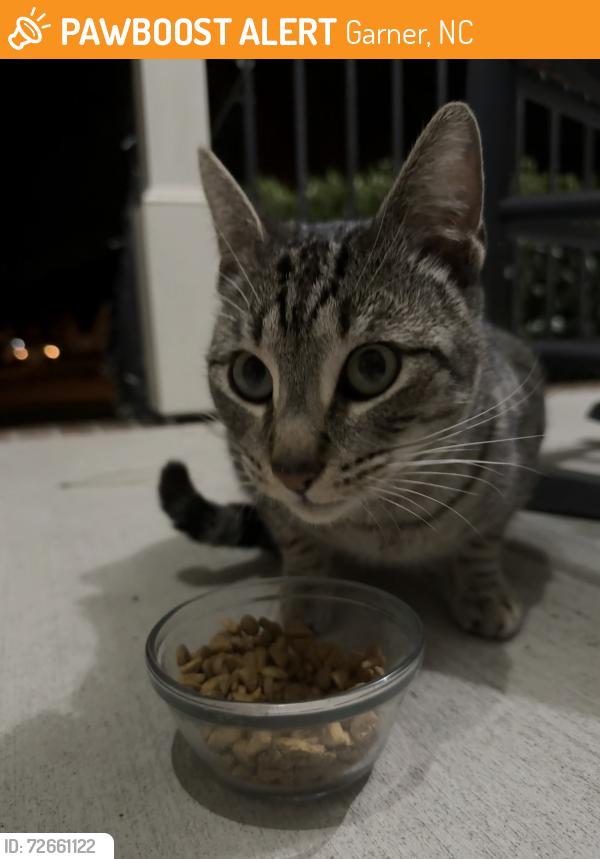 Found/Stray Male Cat last seen White oak, Garner, NC 27529