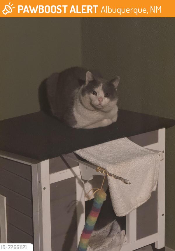 Found/Stray Unknown Cat last seen Lomas and Grove , Albuquerque, NM 87108