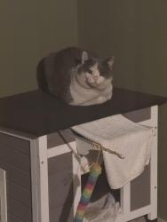 Found/Stray Unknown Cat last seen Lomas and Grove , Albuquerque, NM 87108