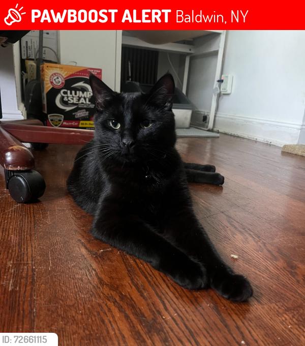 Lost Male Cat last seen Rose blvd and nelson ave, Baldwin, NY 11550