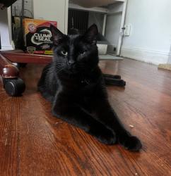 Lost Male Cat last seen Rose blvd and nelson ave, Baldwin, NY 11550