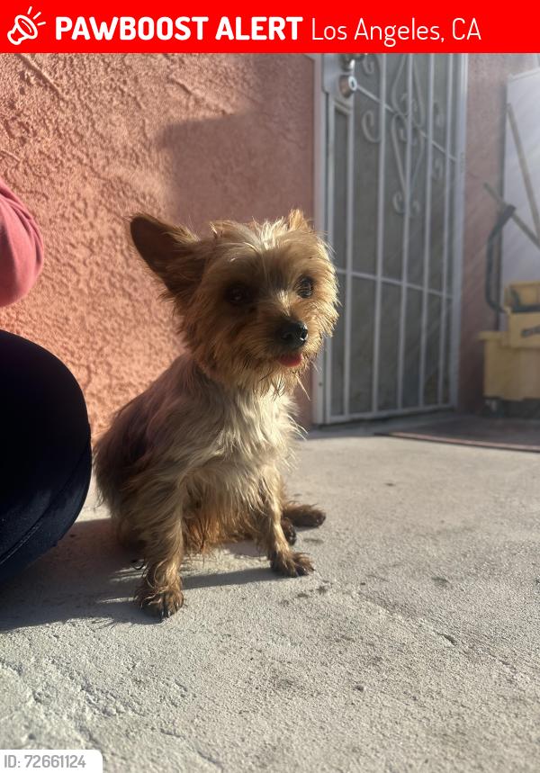 Lost Female Dog last seen Firestation , Los Angeles, CA 90003