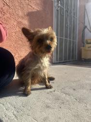 Lost Female Dog last seen Firestation , Los Angeles, CA 90003
