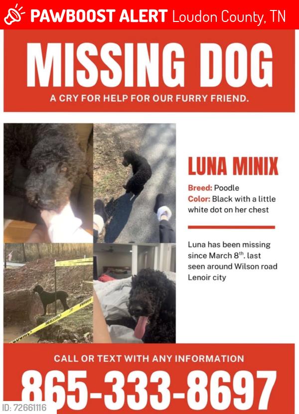 Lost Female Dog last seen Wilson rd and virtue rd, Loudon County, TN 37772