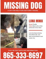 Lost Female Dog last seen Wilson rd and virtue rd, Loudon County, TN 37772