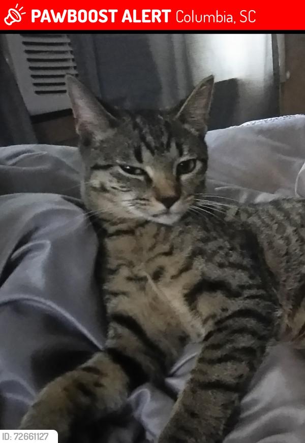 Lost Female Cat last seen Ansel and schoolhouse toad, Columbia, SC 29204