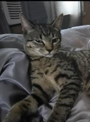 Lost Female Cat last seen Ansel and schoolhouse toad, Columbia, SC 29204