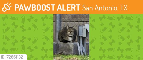 Found/Stray Unknown Cat last seen Wurzbach rd and Babcock , San Antonio, TX 78229