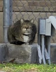 Found/Stray Unknown Cat last seen Wurzbach rd and Babcock , San Antonio, TX 78229