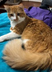 Lost Male Cat last seen Nelson and rose blvd, Baldwin, NY 11550