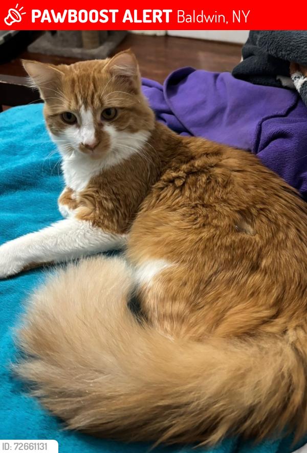 Lost Male Cat last seen Nelson and rose blvd, Baldwin, NY 11550