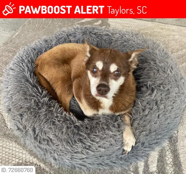 Lost Male Dog last seen Indian Trail.  Edwards Road off Wade Hampton , Taylors, SC 29687